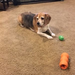 Meet your Posher, Amy